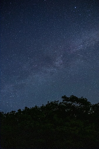 Milky Way Galaxy Over Dark Forest Silhouette at Night
