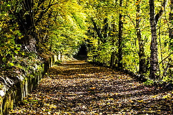 Sunlit autumn forest path with yellow leaves and stone wall