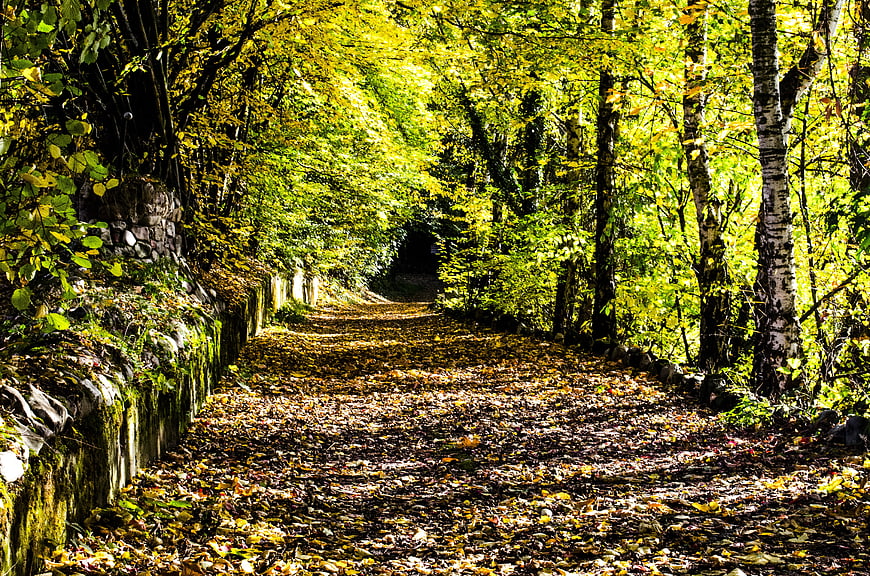 Sunlit autumn forest path with yellow leaves and stone wall