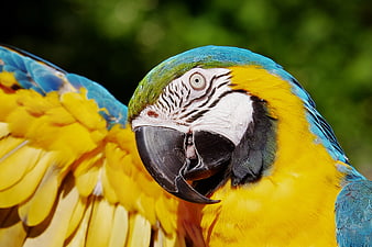 Close-up of a Blue and Gold Macaw with Vibrant Feathers
