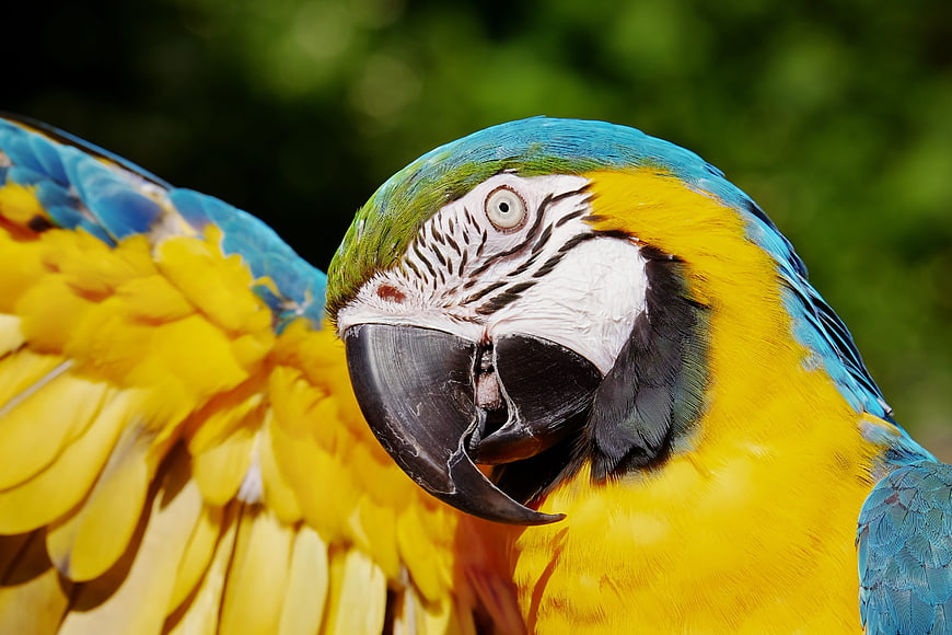 Close-up of a Blue and Gold Macaw with Vibrant Feathers