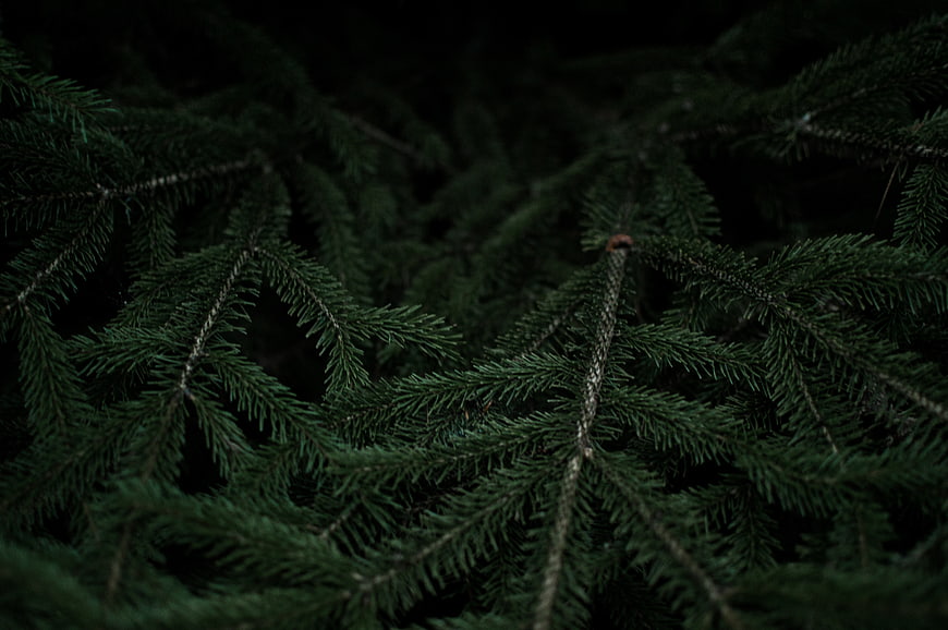 Dark moody close-up of pine needles and branches