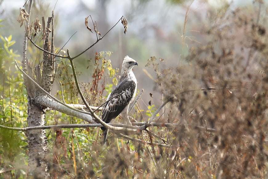 Changeable Hawk Eagle Perched on Branch in Natural Habitat