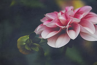 Pink Dahlia Flower Close-Up with Vintage Texture