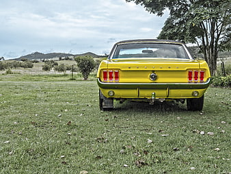 Rear View of Classic Yellow Mustang in Grassy Field