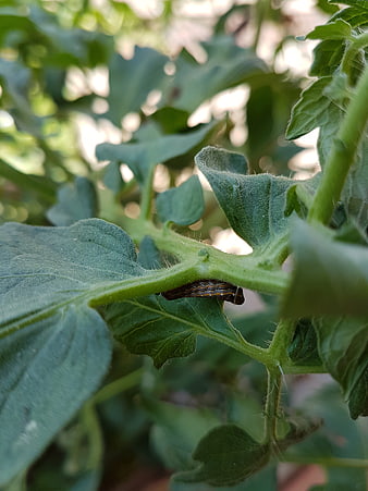 Close-up of a caterpillar on a green tomato plant stem
