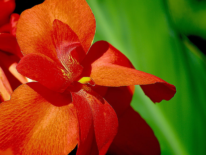 Vibrant Red Canna Lily Closeup with Green Background