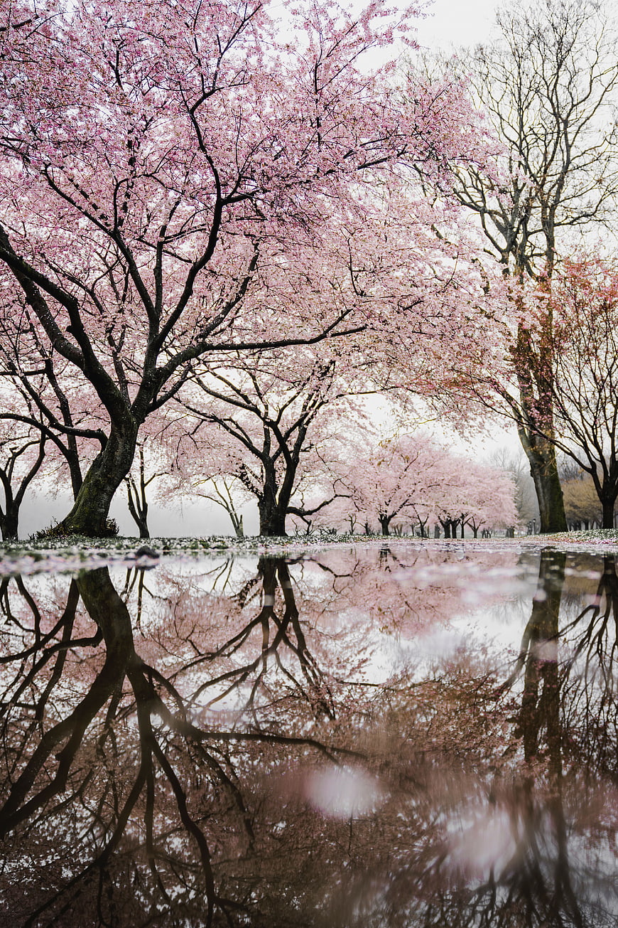 Pink cherry blossom trees reflected in a puddle