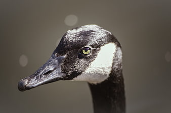 Close-up portrait of a Canada goose head with yellow eye