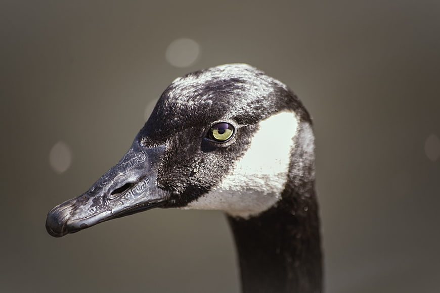 Close-up portrait of a Canada goose head with yellow eye