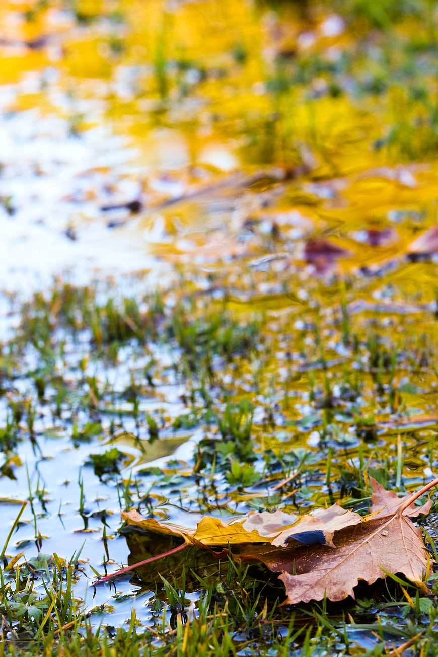 Autumn leaves floating in a shallow puddle with grass