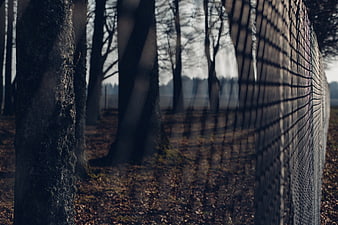 Chain link fence in autumn forest with bare trees