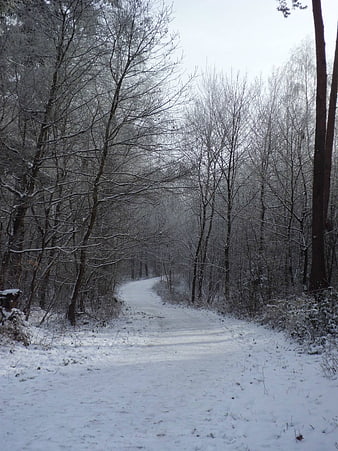 Snowy Forest Path in Winter