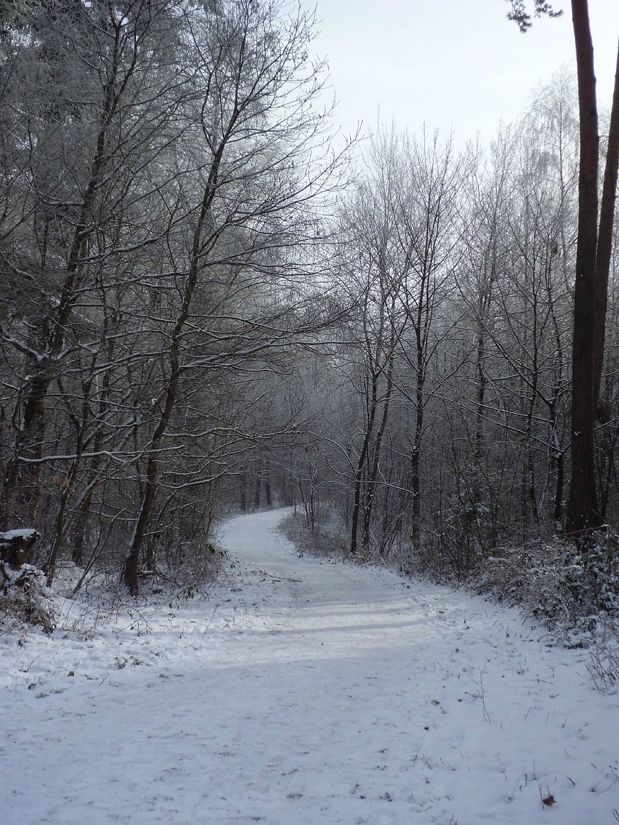 Snowy Forest Path in Winter