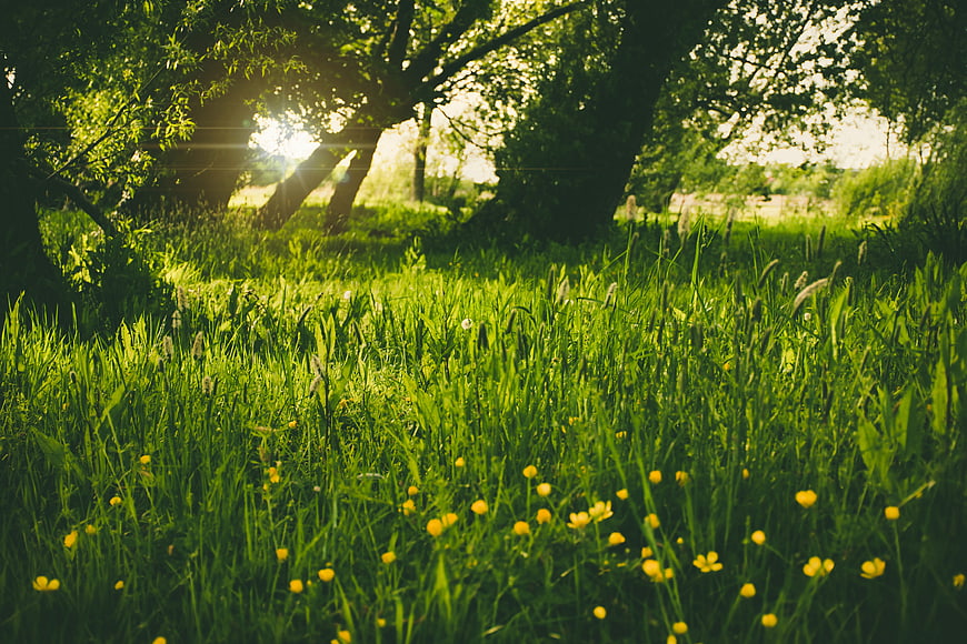 Sunlit Green Meadow with Yellow Wildflowers and Trees