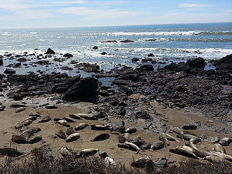 Colony of elephant seals resting on rocky Pacific coastline