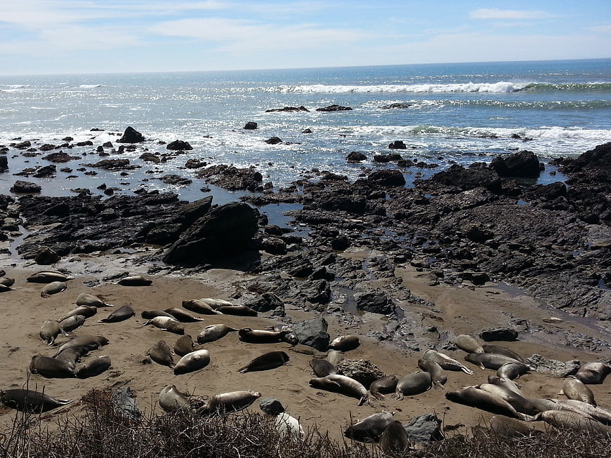 Colony of elephant seals resting on rocky Pacific coastline