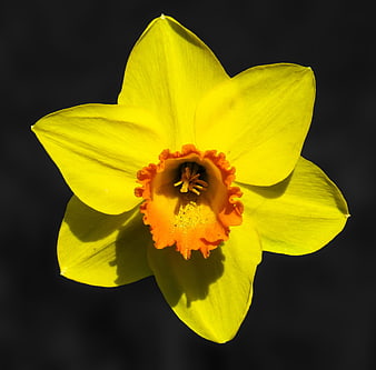 Vibrant Yellow Daffodil Close-Up on Black Background