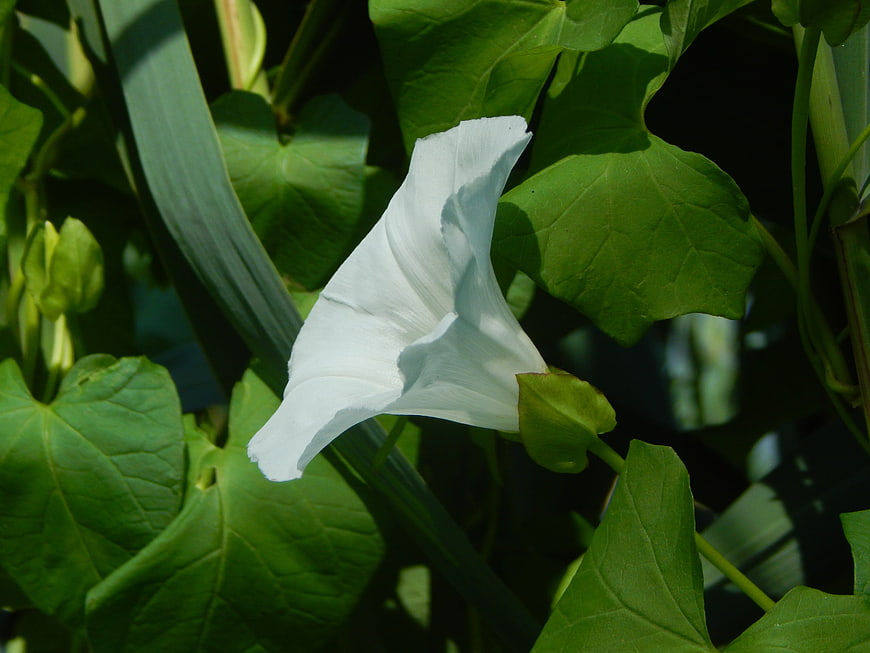 White Morning Glory Flower in Green Foliage