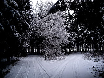 Snowy Fork in Winter Forest Path