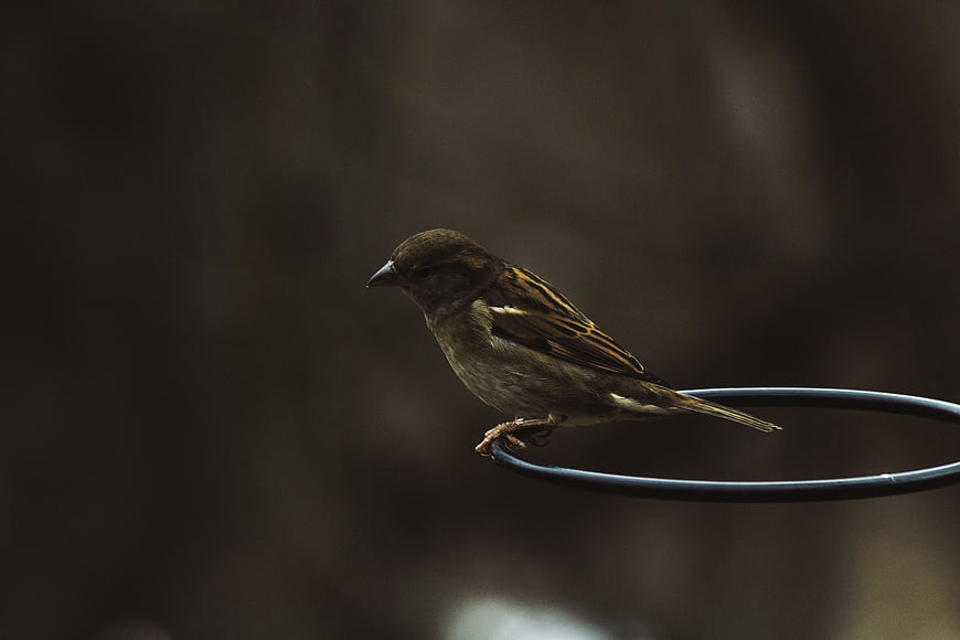 Small brown sparrow perched on a black metal ring