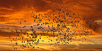 Flock of Birds Silhouetted Against Vibrant Orange Sunset Sky