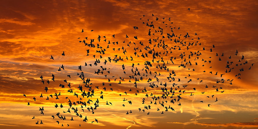 Flock of Birds Silhouetted Against Vibrant Orange Sunset Sky