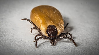 Macro close-up of a swollen engorged tick on a white surface