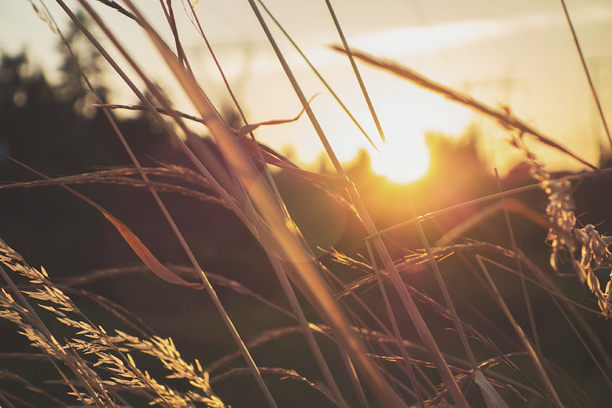 Golden sunlight filtering through tall grass at sunset