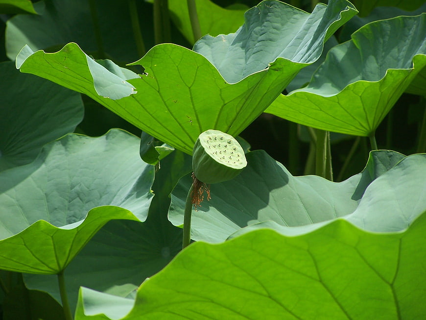 Green Lotus Seed Head Surrounded By Large Aquatic Leaves