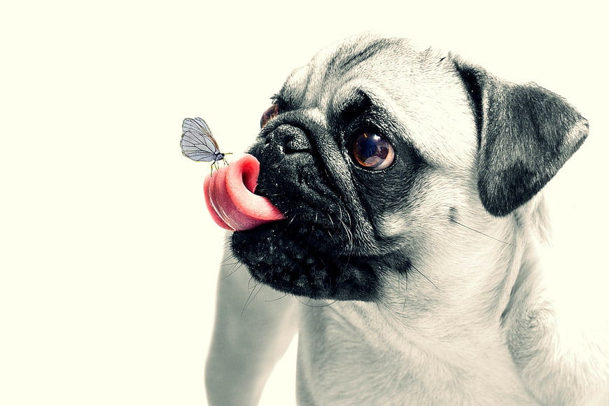 Cute pug licking a butterfly on white background