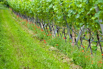 Lush Green Vineyard Rows with Red Poppies