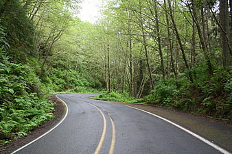Winding asphalt road through lush green forest canopy