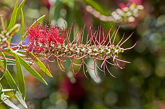 Close-up of Red Bottlebrush Flower with Green Leaves
