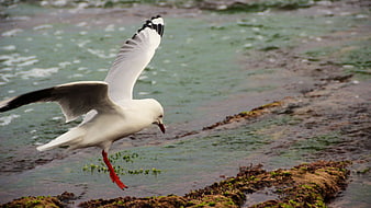 Seagull in Flight Over Rocky Coastal Shoreline