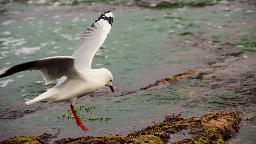 Seagull in Flight Over Rocky Coastal Shoreline