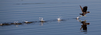 Moorhen running on water surface with splashes