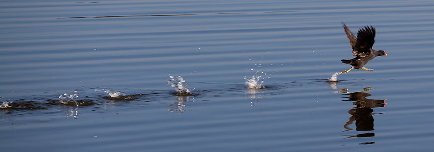 Moorhen running on water surface with splashes