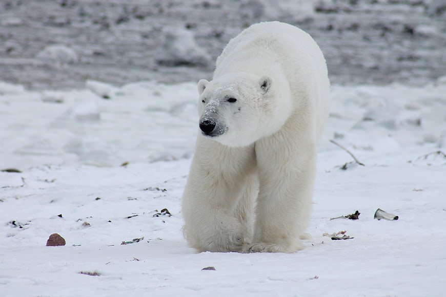 Polar Bear Walking in Snowy Arctic Landscape