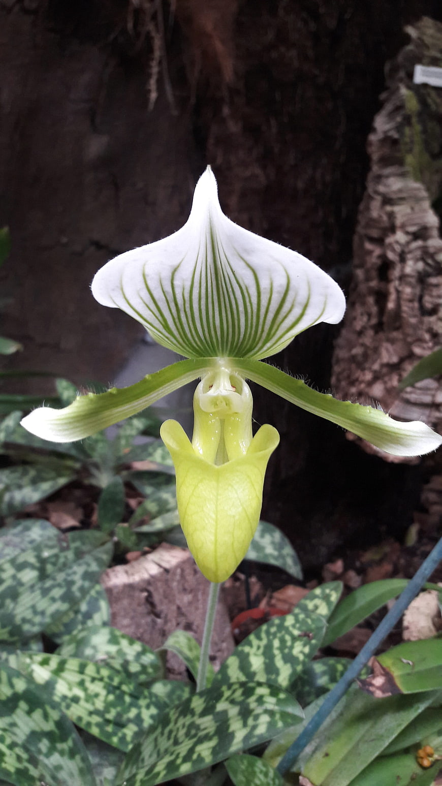 White and Green Paphiopedilum Slipper Orchid Close-Up