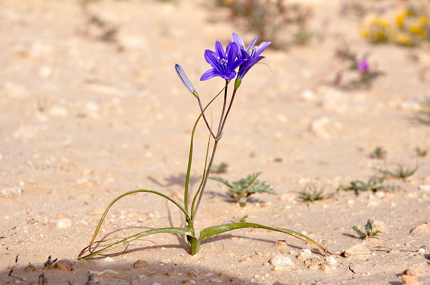 Vibrant purple wildflower blooming in sandy desert soil