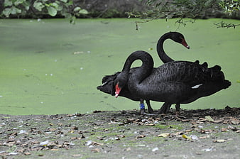 Two black swans standing on a shore with green algae water