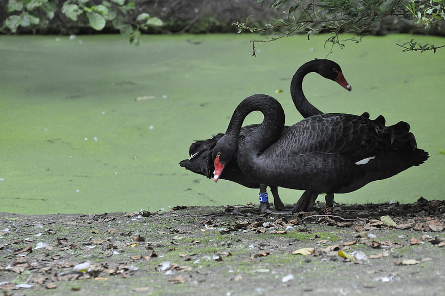 Two black swans standing on a shore with green algae water