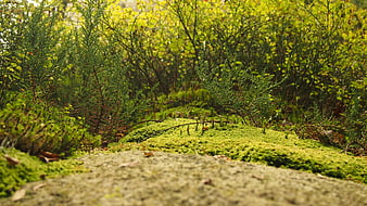 Low angle mossy forest floor with small evergreen saplings