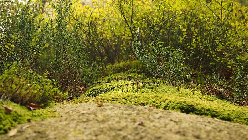 Low angle mossy forest floor with small evergreen saplings