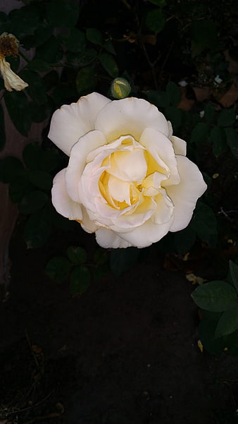 Close-up of a white and yellow rose in a garden