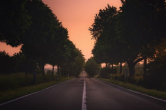 Empty country road at sunset with tree-lined avenue