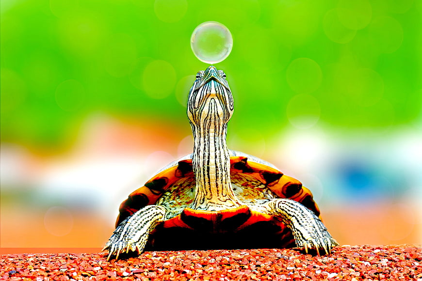 Red-eared slider turtle blowing a soap bubble close-up