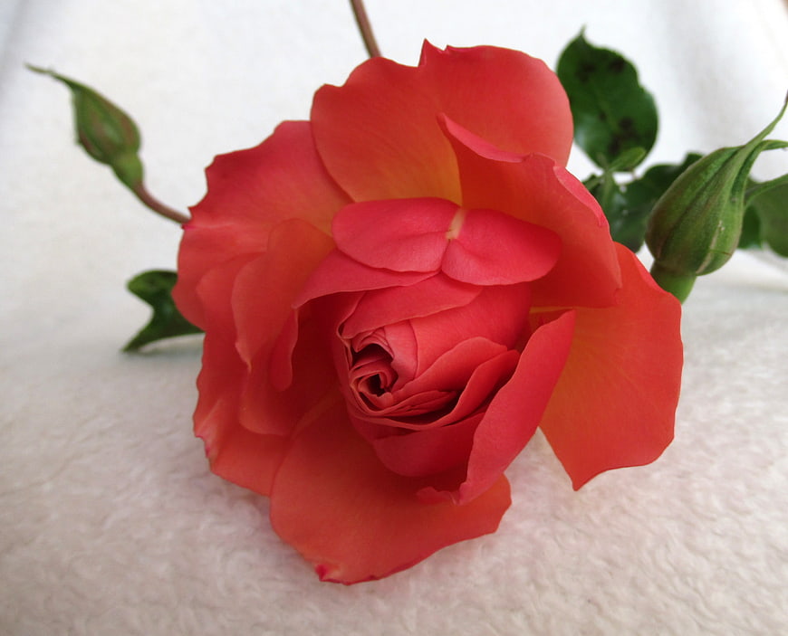 Close-up of a vibrant orange rose on white background