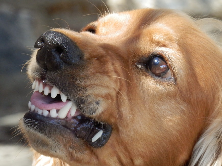 Close-up of Golden Retriever Snarling with Teeth Bared